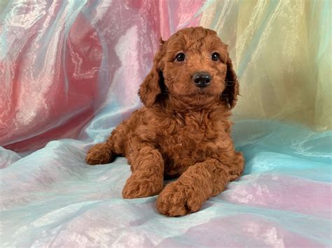 What makes our mini goldendoodles unique? Miniature Goldendoodle Puppies for Sale | Breeder in Iowa ...