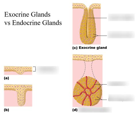 Formation Of Endocrine And Exocrine Glands From Epithelial Sheets