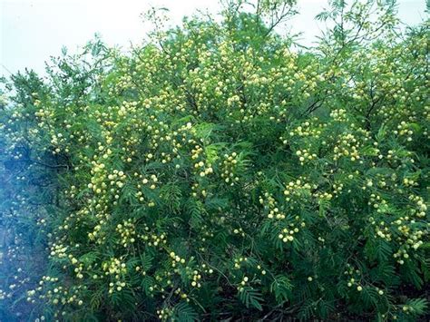 Acacia Berlandieri Guajillo Thornless Catclaw Berlandier Acacia Is