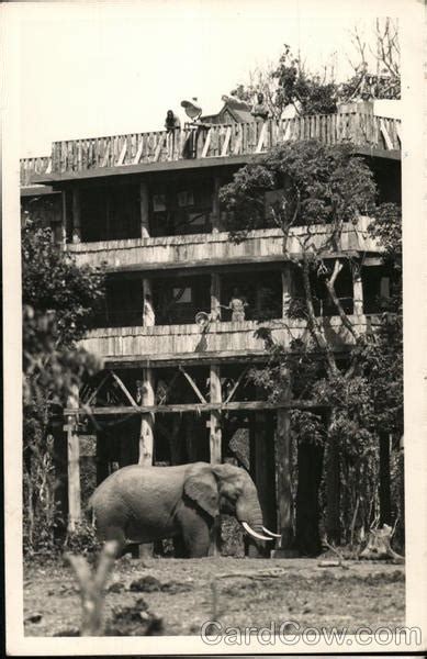 Treetops Hotel Nyeri Kenya Africa Postcard