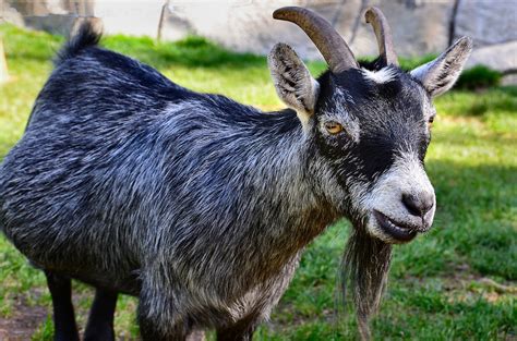 George the goat is trying to talk to nessy. Buck Pygmy Goat at Oakland Zoo in Oakland, California ...
