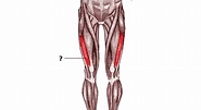 Músculo vasto lateral (origen, inserción, inervación, acción)