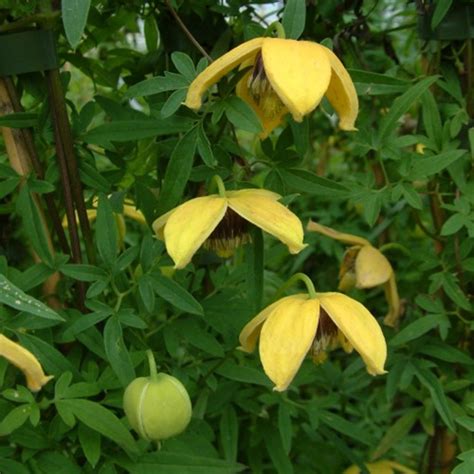 D'autres auteurs la classent parmi les clématites tangutica. Clematis Orange Peel