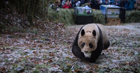 A Urine Scented Panda Suit May Be Key To Helping Pandas Survive The