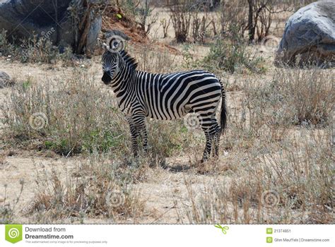 Tanzania Wildlife Plain Zebra In Dry Savannah Woodland Stock Image