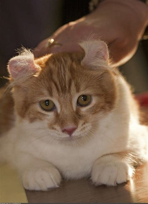 American Curl Cat With Curly Ears 8 Pics Animals Look