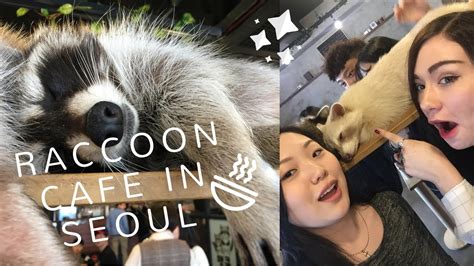 Raccoon Cafe In Seoul Life In Korea Youtube