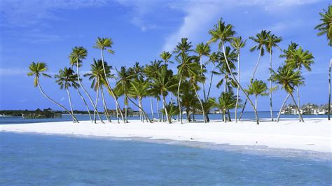 Coconut Tree On Beach Nature Photo Background Hd Wallpapers