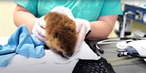 Orphaned Baby Beavers Crisscross Nys For Treatment At Cornell The