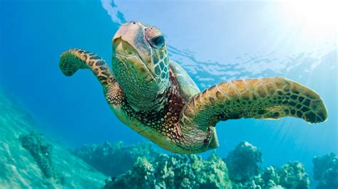 Teenage mutant ninja turtles® and related is registered trademarks of mirage studios usa; Celebrate Sea Turtles for World Turtle Day - Plantation Resort