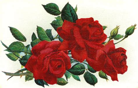 Vintage Red Rose Clip Art Wallpaper P X Flower Wallpaper
