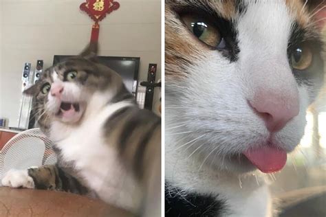 50 Of The Funniest Pics Of “cats Making Funny Faces”