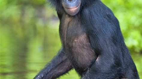 lola ya bonobo sanctuary in democratic republic of congo lonely planet