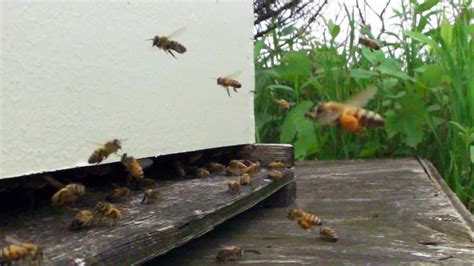Bees In Slow Motion Youtube