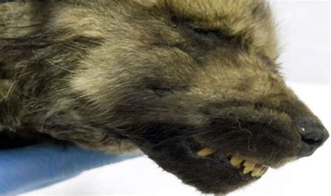 Scientists Baffled By Strange 18000 Year Old Wolf Dog Creature Found