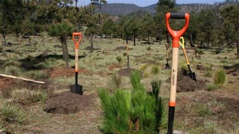 Cómo Plantar Un árbol Secretaría De Medio Ambiente Y Recursos