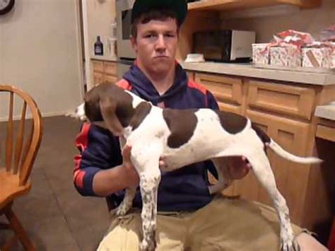 English pointers are beautiful, medium sized dogs that make great family pets if you can give them enough excercise. English Pointer Puppies Sunrise Kennels 520-907-5690 - YouTube