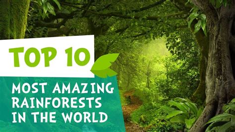 Top 10 Most Amazing Rainforests In The World Top10 Travel Facts