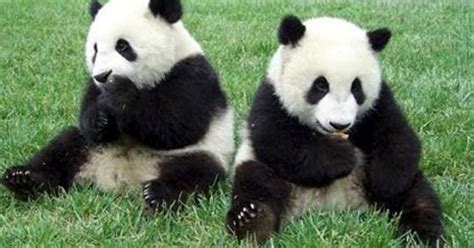 Penyu lipas adalah penyu yang terkecil di malaysia. Haiwan Yang Pupus: Panda Yang Terancam