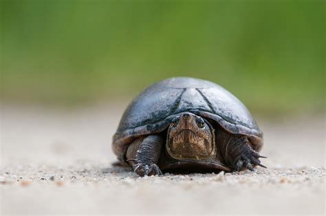 Eastern Mud Turtle Sean Crane Photography