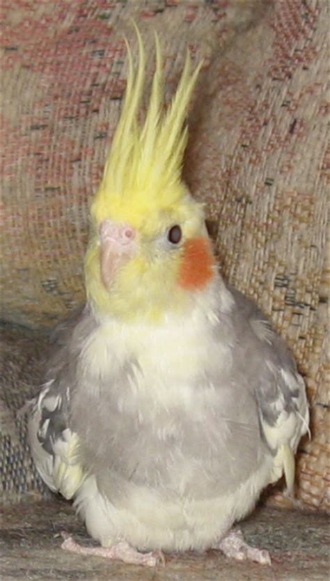 Gainesville Cockatiel Rescue Adopted Birds