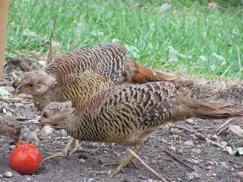 Red Golden Pheasant Sexes Backyard Chickens