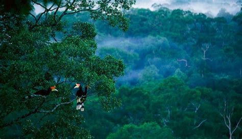 Hutan Kalimantan Semakin Dinanti Dan Diminati Monga
