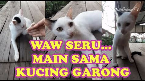 Main Sama Kucing Garong Youtube