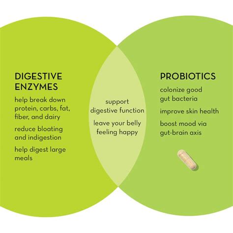 Digestive Enzymes Vs Probiotics Benefits Similarities And