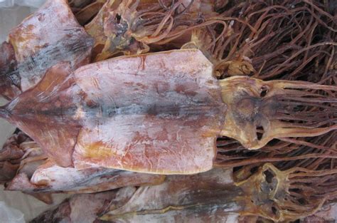 Whole Dried Squid Dried Squid Exportimes