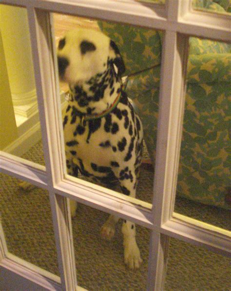 Window Watcher Dalmatian Clarence Watchers