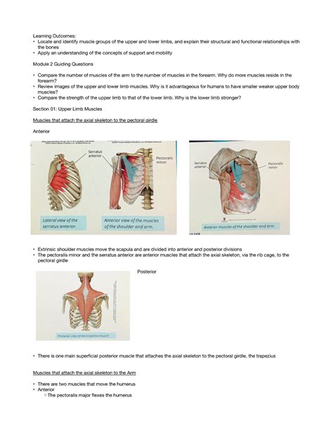 Intro To Anatomy ANAT 100 Module 04 Muscles Basics Learning Outcomes