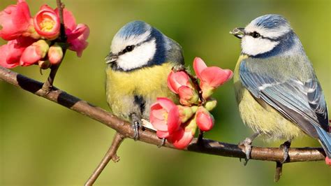 British Garden Birds With Gray And Yellow Birds Hd Birds Wallpapers