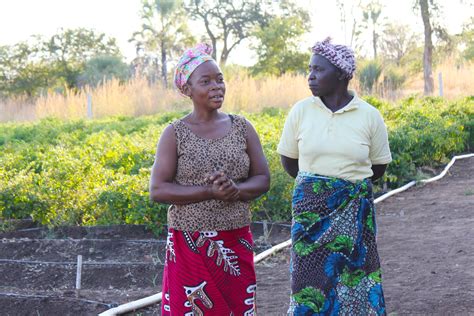 Videos Meet Zambian Women Who Grow Indigenous Vegetables Feed The
