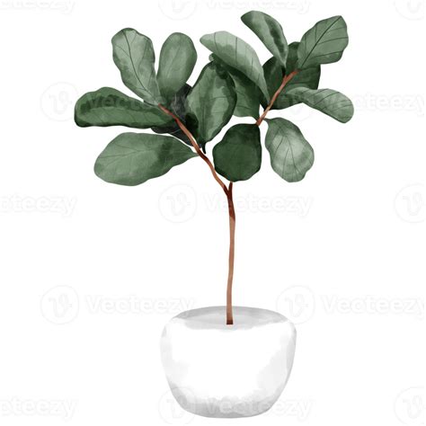 Indoor Plant Fiddle Leaf Fig 27142762 Png