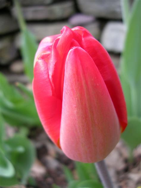 Everything You Ever Needed To Know About Dividing Tulip Bulbs Gardenerdy