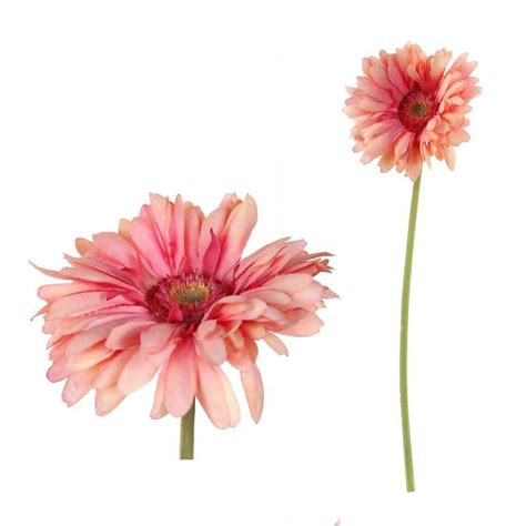 You can order from flower supply at heemskerk flowers Gerbera bloem oranje groot | Coppens Warenhuis