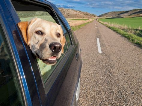 The preparation for traveling with your best furry friend should include heading to the vet for a checkup, especially since airlines can require an up to date health certificate signed by a veterinarian. Safety Trips When Traveling By Car with Your Pet