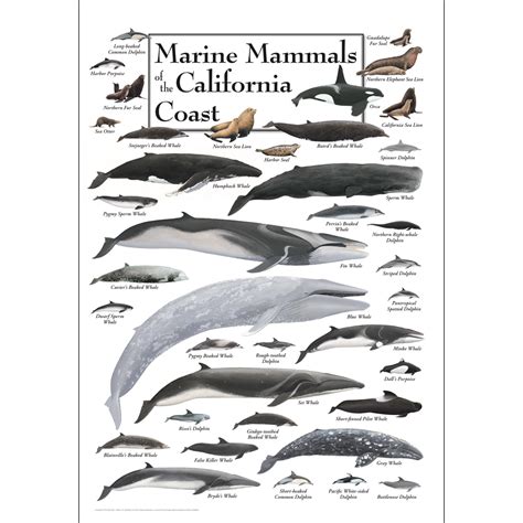Marine Mammals Of The California Coast Poster Earth Sky Water