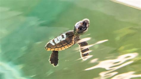 Baby Sea Turtles Rescued From Swimming Pool Clearwater Marine Aquarium