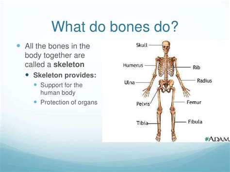 About The Bones