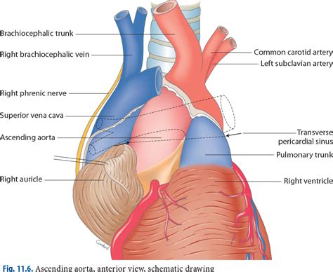 Ascending Aorta Anatomy