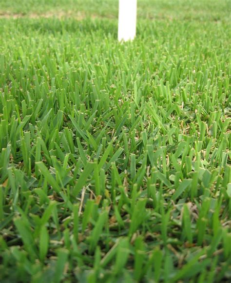 What is the best fertilizer for zoysia grass? Zoysia Grass: Types, Planting, Care and Maintenance