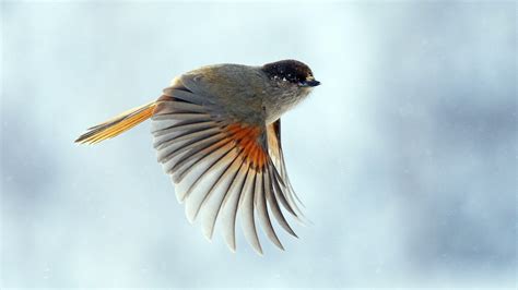 Wallpaper Birds Wings Branch Wildlife Beak Finch Wing Fauna