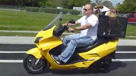 Pet carriers specialize in the export and import of your. Dog riding motorcycle ACE - YouTube