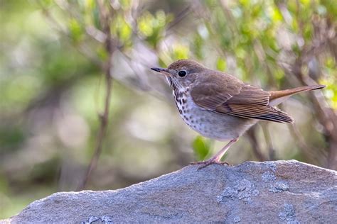 Hermit Thrushes Bluebirds Colorless Cousins Use Their Double Voice