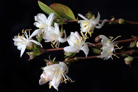 Les Plus Belles Fleurs De Lhiver Avoir Dans Son Jardin