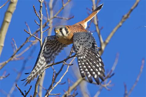 Dnr Officials Say Birds Face Threat To Survive In Winter