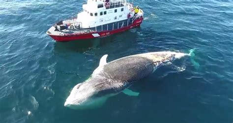 Scientists Slice Open Dead Blue Whale On Nova Scotias South Shore