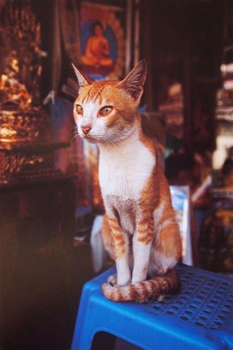 Cat From Yangon Myanmar Cats Yangon Myanmar Yangon